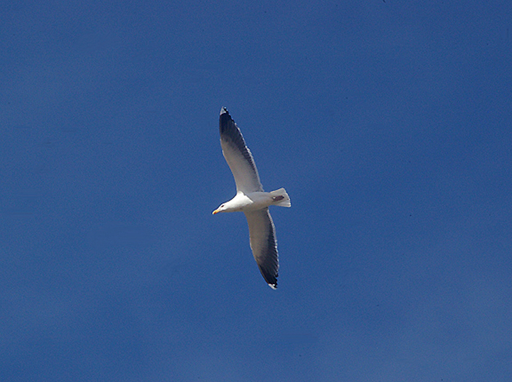  KELP GULL . THE KHNIFISS LAGOON . WESTERN SAHARA  . 8 / 3 / 2010