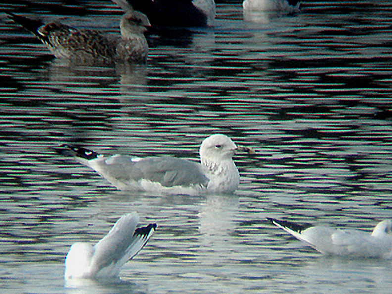 CASPIAN GULL . NR DIDCOT RUBBISH TIP . OXFORDSHIRE . 14 . 10 . 2009