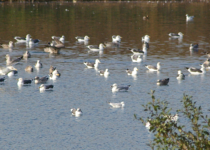CASPIAN GULL . NR DIDCOT RUBBISH TIP . OXFORDSHIRE . 14 . 10 . 2009