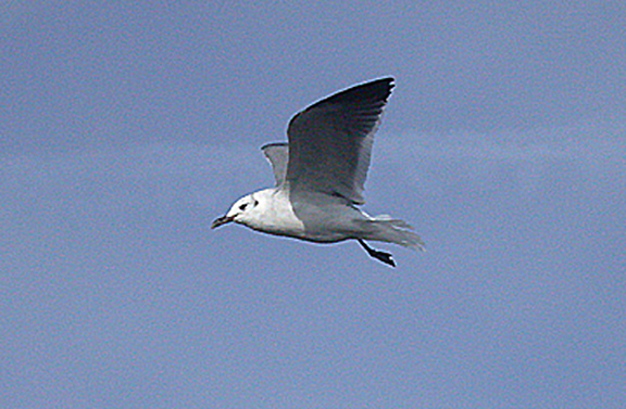  LAUGHING GULL , BRIXHAM , DEVON , 27 . 11 . 2005