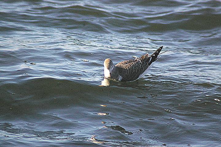 SABINE`S GULL . EXMOUTH . DEVON . 21 . 9 . 2011