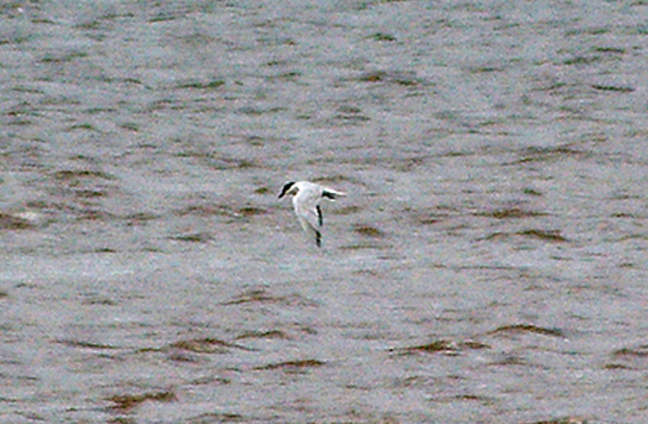 GULL BILLED TERN . THE EXE ESTUARY . DEVON . 4 . 7 . 2010