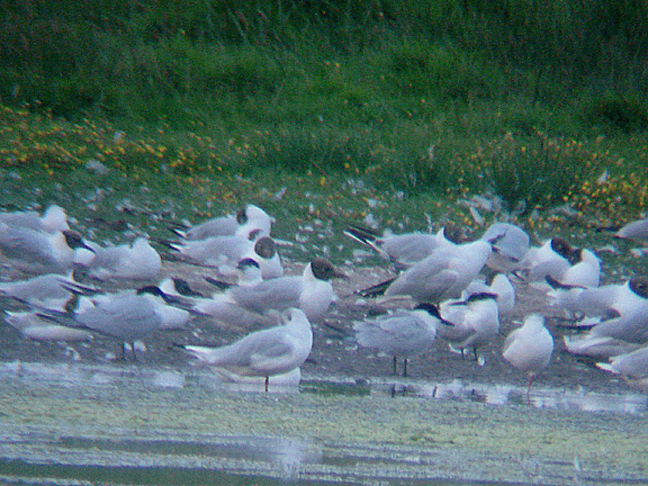 GULL-BILLED TERN . BOWLING GREEN MARSH . TOPSHAM . DEVON . 28 . 6 . 2010