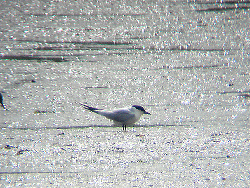 GULL-BILLED TERN . THE CLYST ESTUARY . TOPSHAM . DEVON . 4 . 7 . 2010