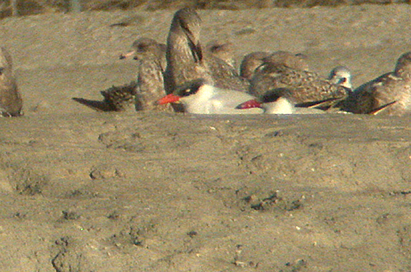 CASPIAN TERN , LAKE CAHUILLA , LA QUINTA , CALIFORNIA , 12 , 11 , 2004