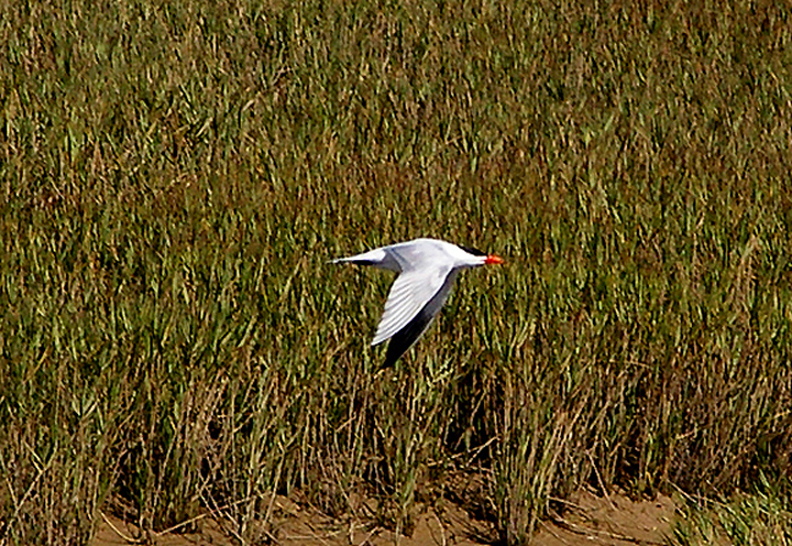 CASPIAN TERN . THE KHNIFISS LAGOON . WESTERN SAHARA . 4 / 3 / 2010
