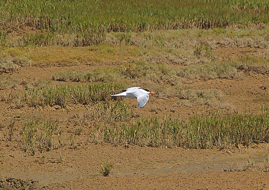  CASPIAN TERN . THE KHNIFISS LAGOON . WESTERN SAHARA . 4 . 3 . 2010
