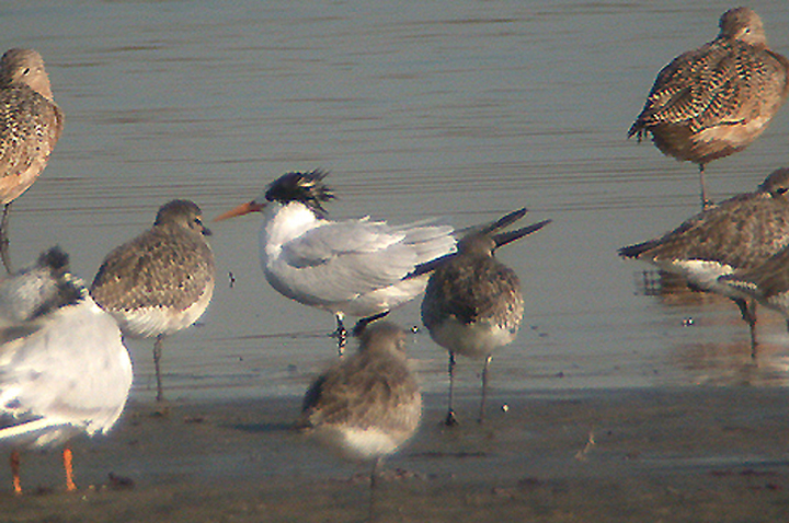ELEGANT TERN , HE TIJUANA SLOUGH , CALIFORNIA , USA . 18 , 11 , 2004