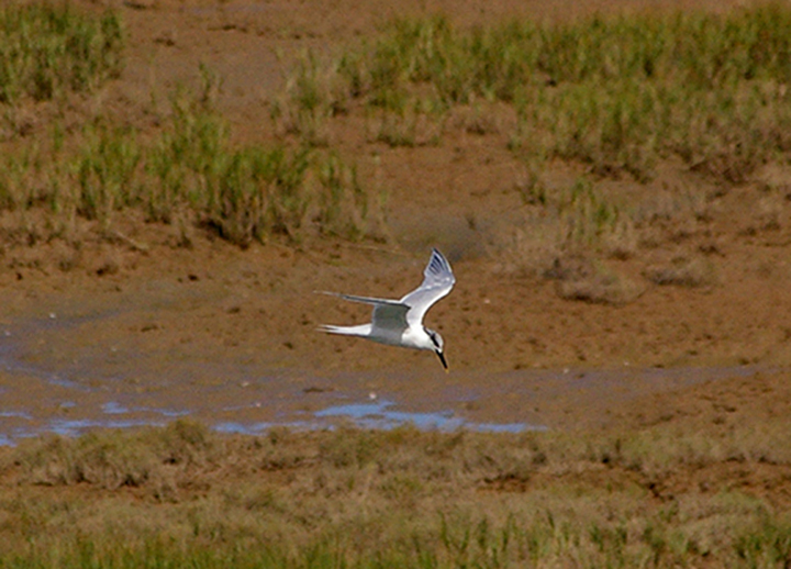  SANDWICH TERN . THE KHNIFISS LAGOON . WESTERN SAHARA . 4 / 3 / 2010 