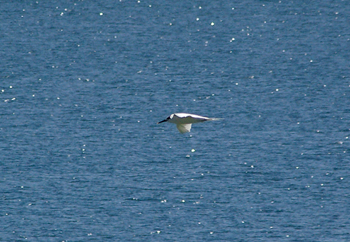  SANDWICH TERN . DAKHLA BAY . WESTERN SAHARA . 5 / 3 / 2010