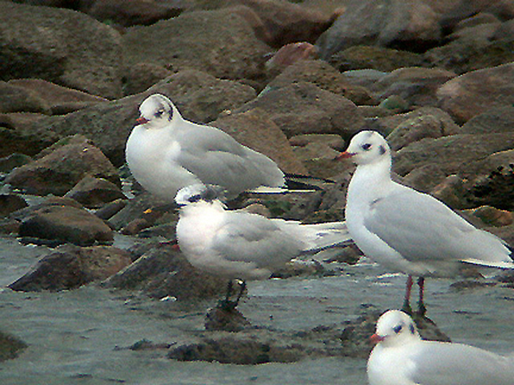 SANDWICH TERN . BROADSANDS . DEVON . 21 . 1 . 2005