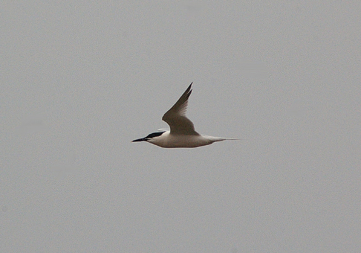 SANDWICH TERN . THE OTTER ESTUARY . DEVON . 14 . 4 . 2011