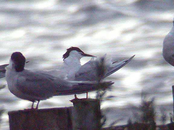 ROSEATE TERN . DAWLISH WARREN . DEVON . 16 . 7 . 2004