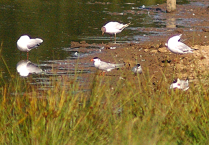 COMMON TERN , BOWLING GREEN MARSH , TOPSHAM , DEVON , 4 , 7 , 2013