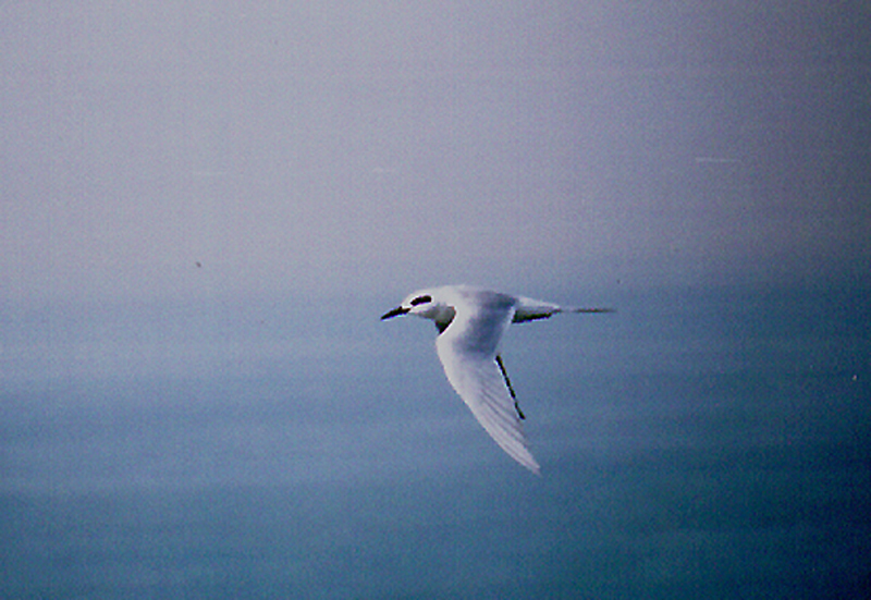 FORSTERS TERN . OCEAN BEACH . CALIFORNIA . USA . 17 . 11 . 2004
