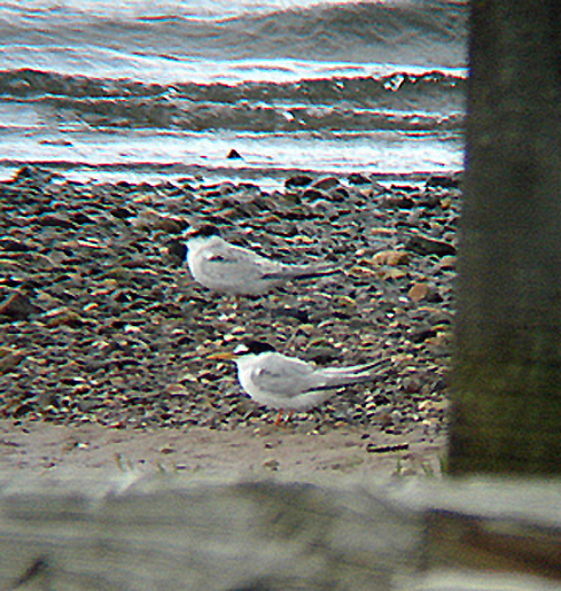 LITTLE TERN . DAWLISH WARREN . DEVON . 20 . 8 . 2008