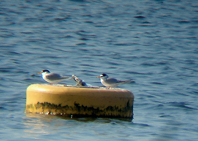 LITTLE TERN . FERRYBRIDGE . DORSET . 12 . 5 . 2008