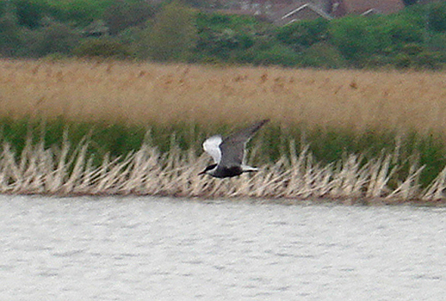 WHISKERED TERN , RADIPOLE , WEYMOUTH , DORSET , 5 , 5 , 2008