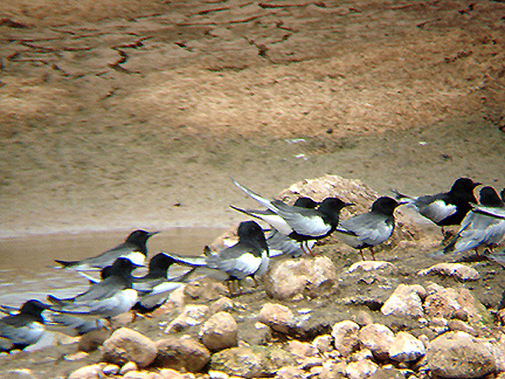 WHITE WINGED BLACK TERN . Nr NUSAZBIN . TURKEY. 12 . 5 . 2007