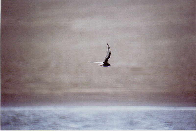 WHITE WINGED BLACK TERN . THE TAW ESTUARY . DEVON . 3 . 7 . 2004