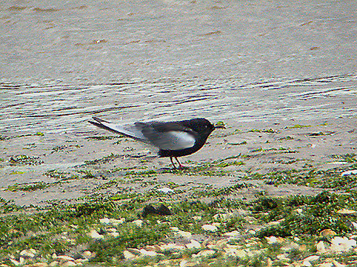 WHITE WINGED BLACK TERN . THE TAW ESTUARY . DEVON 3 / 7 / 2004