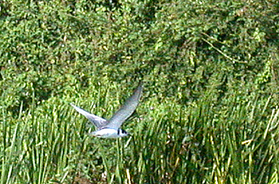 BLACK TERN . TREWS WEAR . EXETER . DEVON . 7 / 8 / 2004