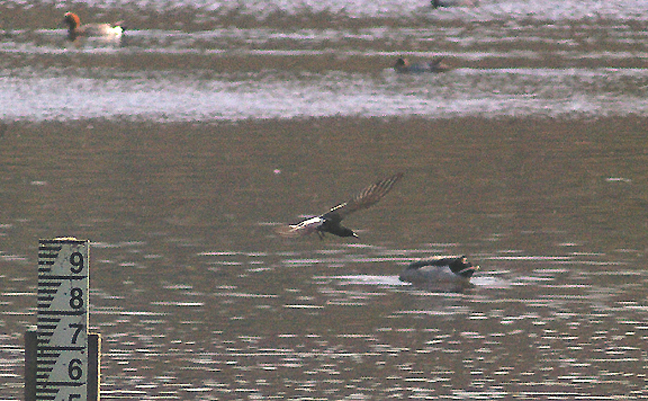 BLACK TERN . BOWLING GREEN MARSH . TOPSHAM . DEVON . 19 . 4 . 2011
