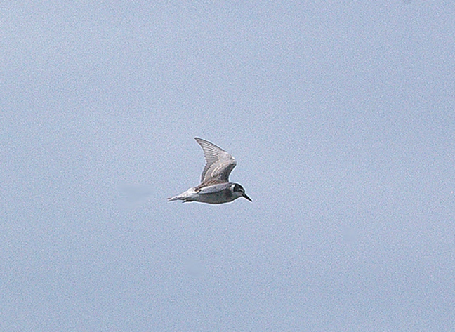 BLACK TERN . RADIPOLE LAKE . WEYMOUTH . DORSET . 15 . 9 . 2010 