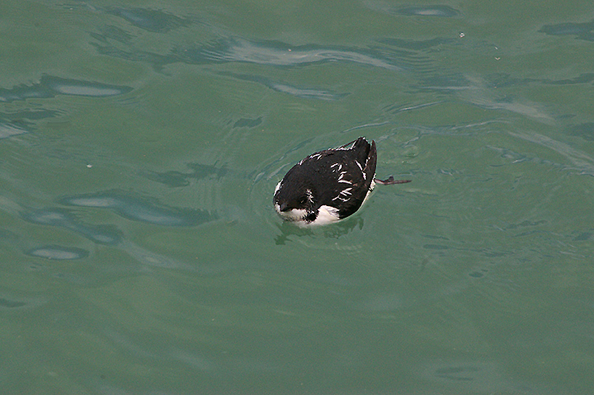 LITTLE AUK , BERRY HEAD , DEVON , 2 , 12 , 2009