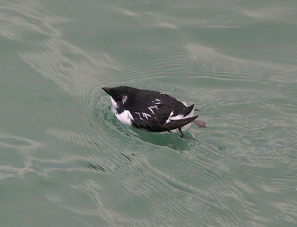 LITTLE AUK . BERRY HEAD . DEVON . 2 . 12 . 2009 