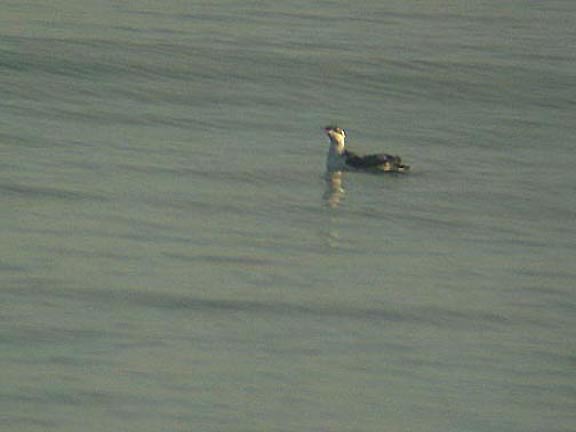 LONG BILLED MURRELET , DAWLISH WARREN , DEVON , 7 , 11 , 2006