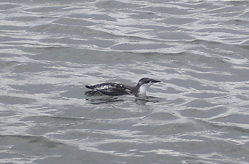 LONG BILLED MURRELET . DAWLISH . DEVON . 13 . 11 . 2006
