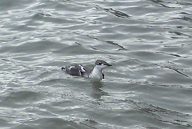 LONG-BILLED MURRELET . DAWLISH . DEVON . 13 . 11 . 2006