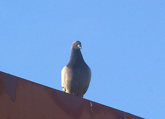ROCK DOVE . THE CAFE CHTOUKAN . WESTERN SAHARA . 8 / 3 . 2010