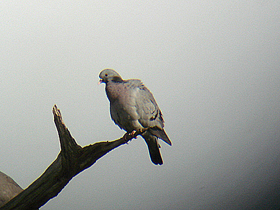 STOCK DOVE . MATFORD POOL . EXETER . DEVON . 6 . 4 . 2007