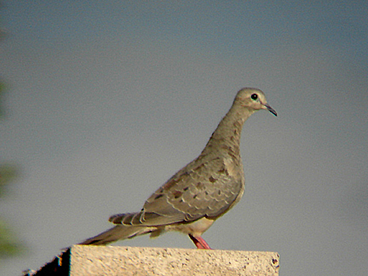 MOURNING DOVE . LA QUINTA . CALIFORNIA . USA . 26 . 7 . 2009