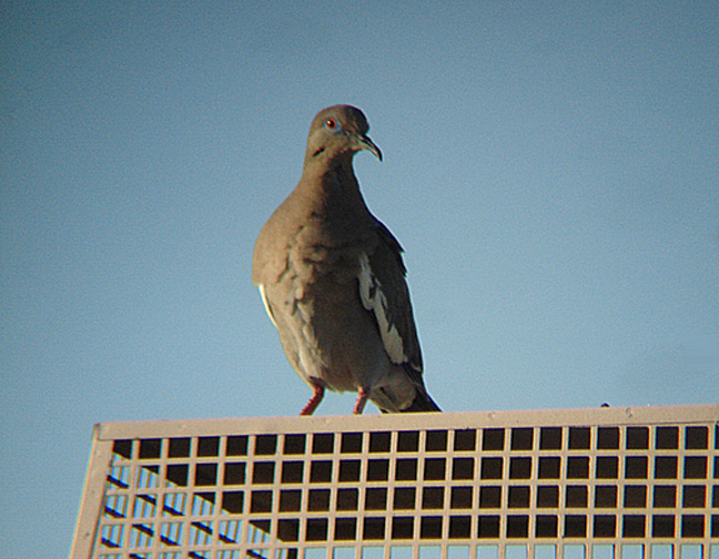 WHITE WINGED DOVE . LA QUINTA . CALIFORNIA . USA . 17 . 7 . 2009
