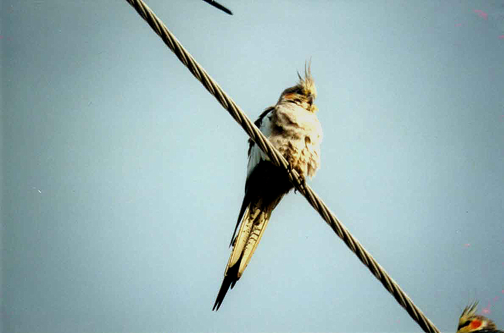COCKATIEL . BARGARA . QUEENSLAND . AUSTRALIA . 13 . 6 . 2000