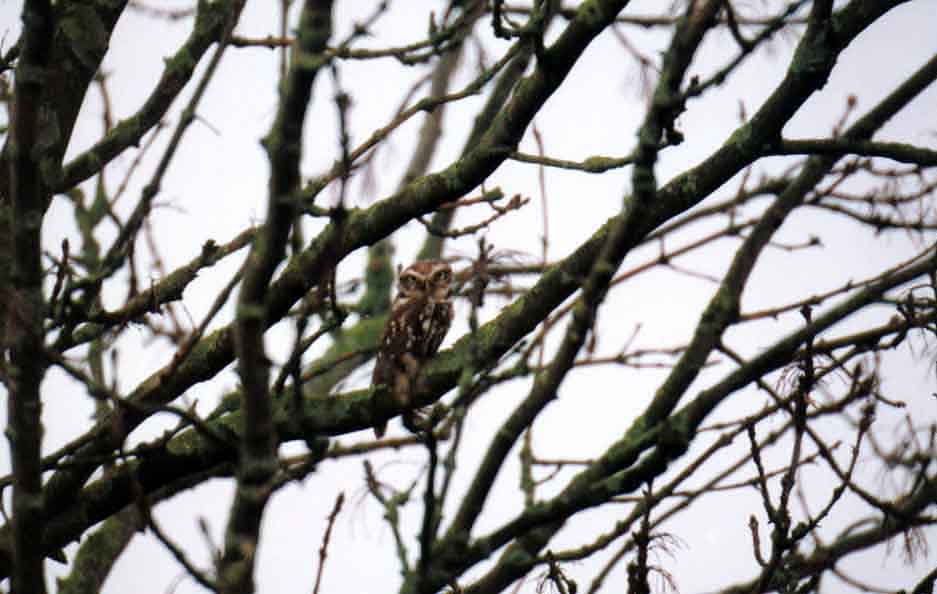  LITTLE OWL . PYNES FARM . IDE . DEVON . 14 / 4 / 2002
