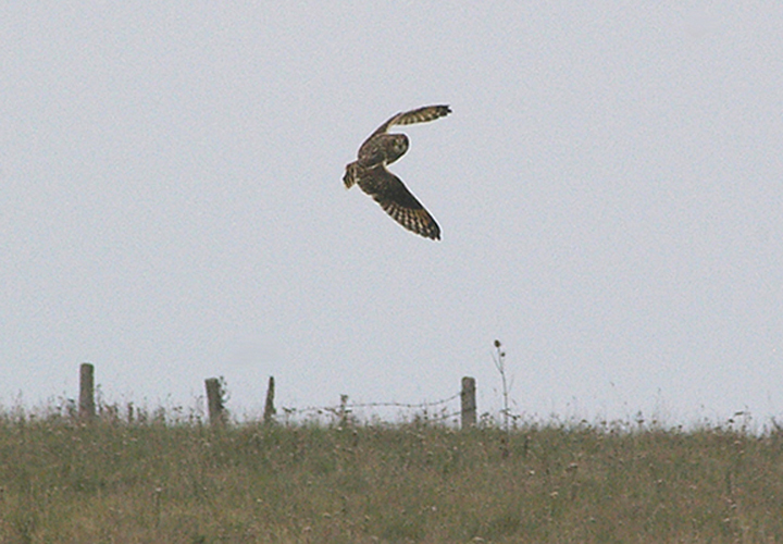 SHORT EARED OWL . PORTLAND BILL . DORSET . 13 . 10 . 2010