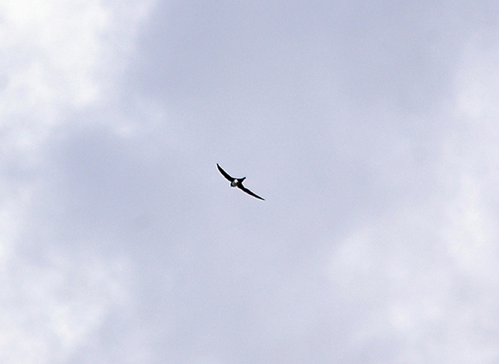 ALPINE SWIFT . LOWER BUCKLAND PONDS . DEVON . 27 . 3 . 2010