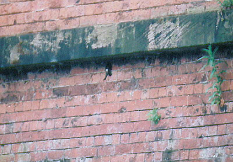 LITTLE SWIFT . NETHERFIELD LAGOONS . NOTTINGHAMSHIRE . 28 