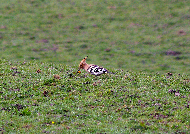 HOOPOE . AXMOUTH . DEVON . 26 . 3 . 2011