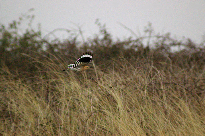 HOOPOE . DAWLISH WARREN . DEVON . 1 . 4 . 2013 