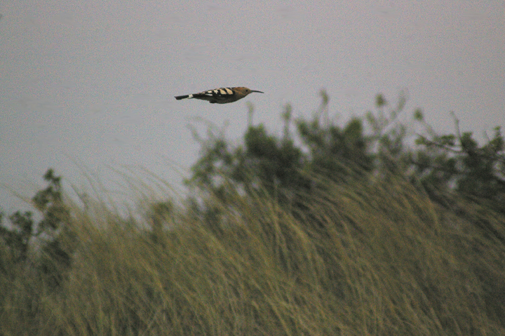 HOOPOE . DAWLISH WARREN . DEVON . 1 . 4 . 2013
