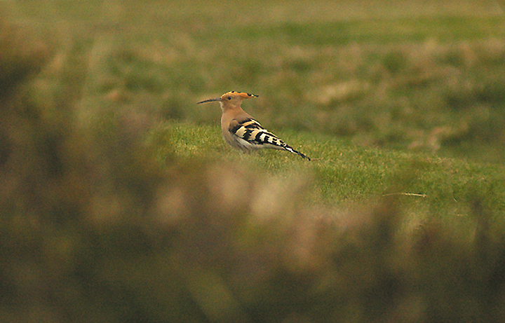 HOOPOE . TEIGNMOUTH GOLFCOURSE . DEVON . 3 . 4 . 2012