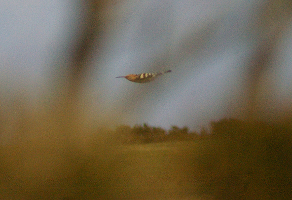 HOOPOE . TEIGNMOUTH GOLFCOURSE . DEVON . 3 . 4 . 2012