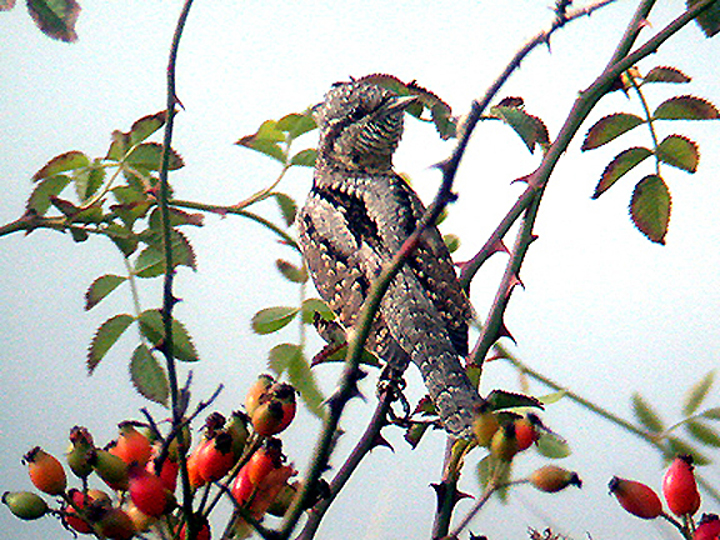  WRYNECK . DAWLISH WARREN . DEVON . 7 / 9 / 2003