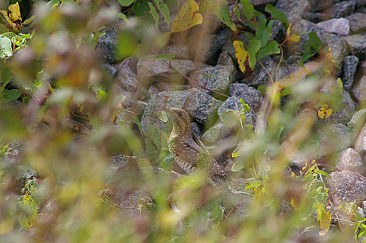 WRYNECK . MUDBANK LANE . EXMOUTH . DEVON . 10 . 9 . 2010