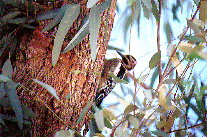 RED - NAPED SAPSUCKER , MAYFLOWER PARK , BLYTH , CALIFORNIA , USA . 28 , 11 , 2004